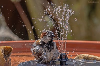 Spatz