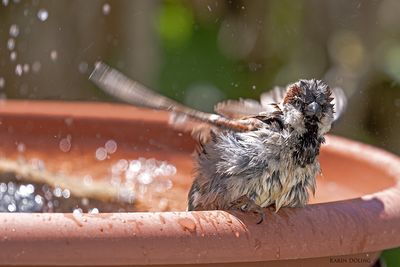 Spatz