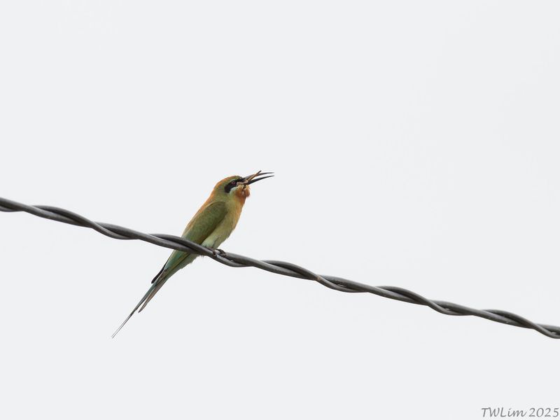 Blue-tailed Bee-eater swallowing