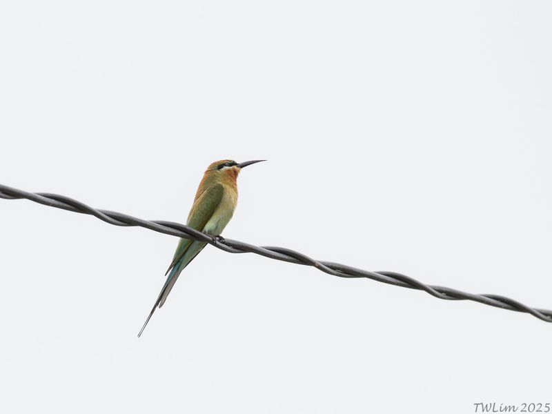 Blue-tailed Bee-eater