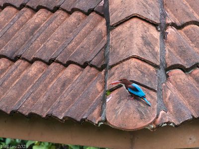 White-throated Kingfisher