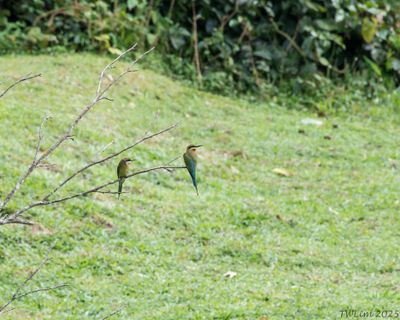 Blue-tailed Bee-eaters