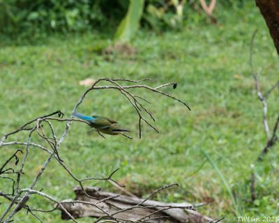 Blue-tailed Bee-eater in flight