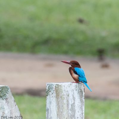 White-throated Kingfisher