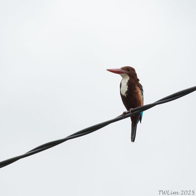 White-throated Kingfisher