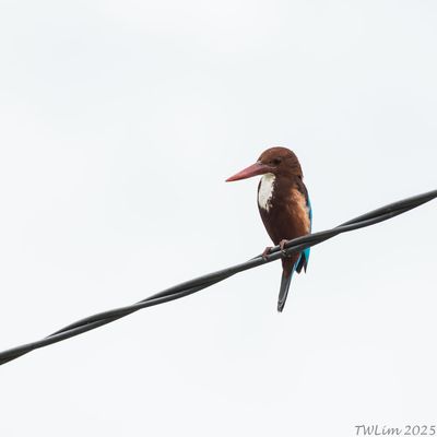 White-throated Kingfisher