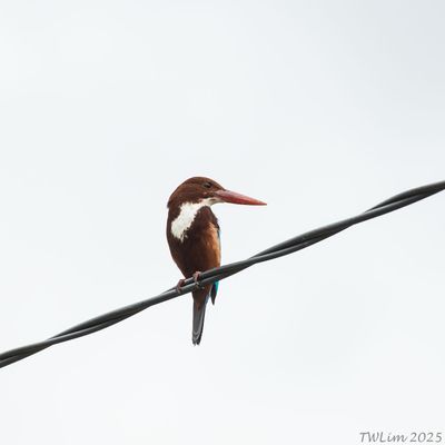 White-throated Kingfisher looking back