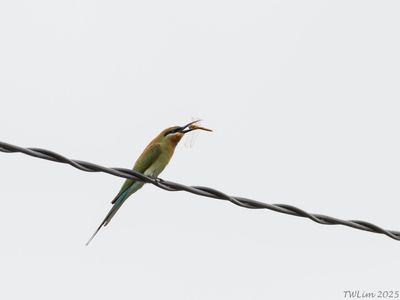 Blue-tailed Bee-eater positioning its food