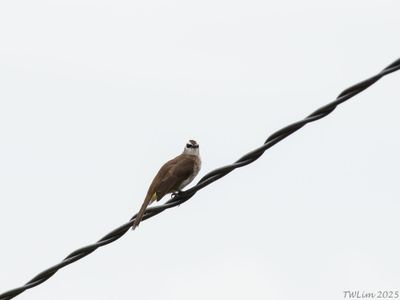 Yellow-vented Bulbul