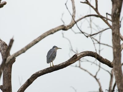 Straited Heron on a tree