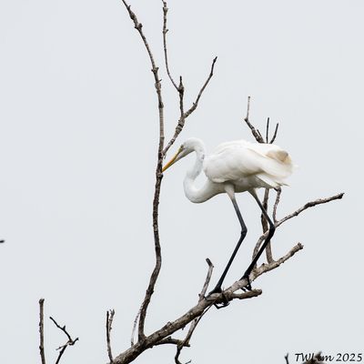 Great Egret settles down
