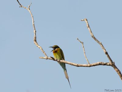Blue-tailed Bee-eater singing away