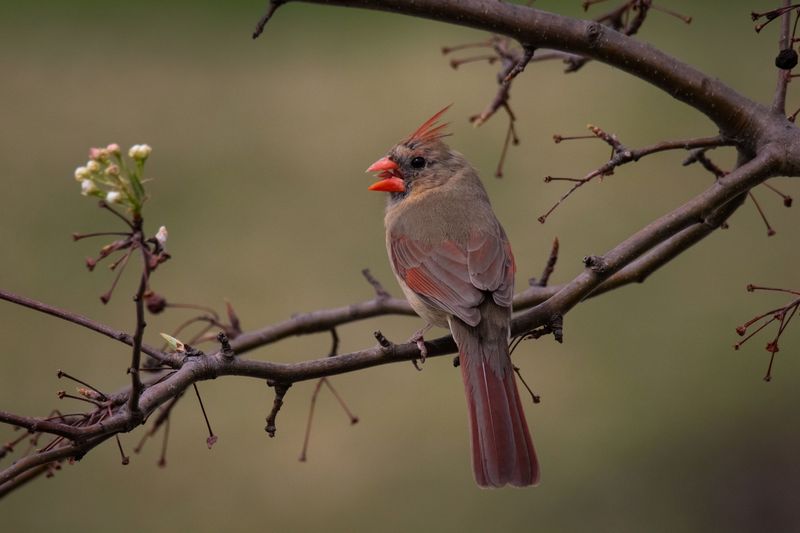 Backyard Cardinal.jpg