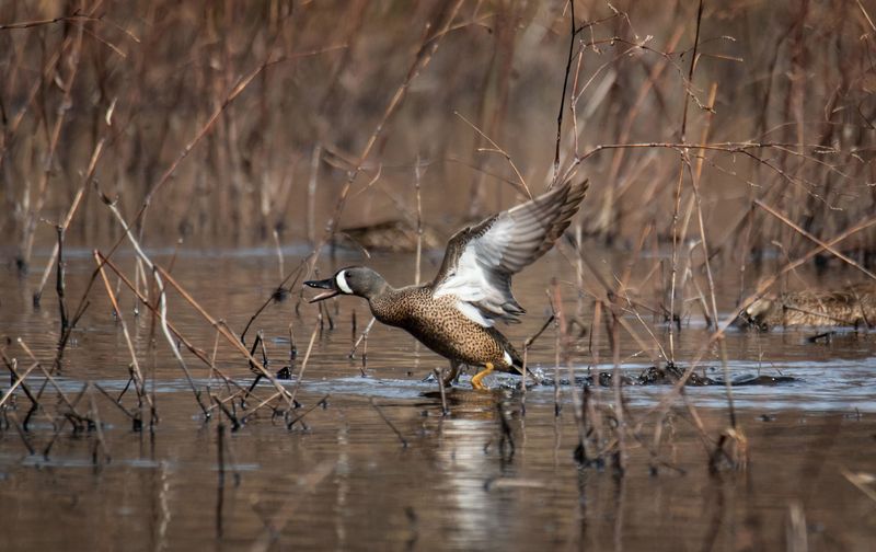 Bluewinged Teal.jpg