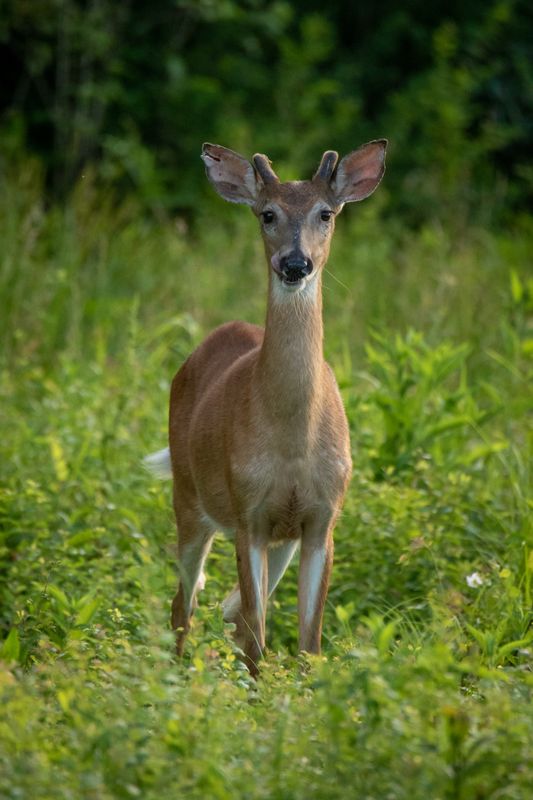 Whitetail Deer.jpg