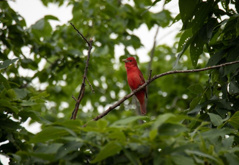 Scarlet Tanager.jpg