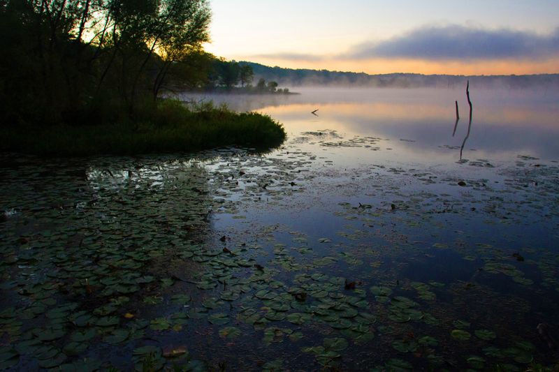 Lily Pads.jpg