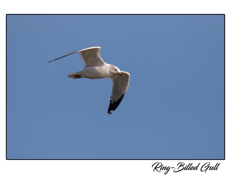 Ring-Billed Gull.jpg