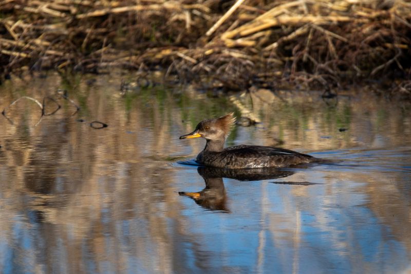 Female Hooded Merganser.jpg