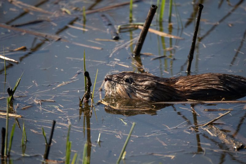 birds_and_wildlife