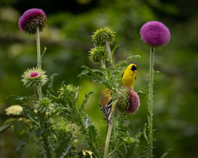 American Goldfinch.jpg