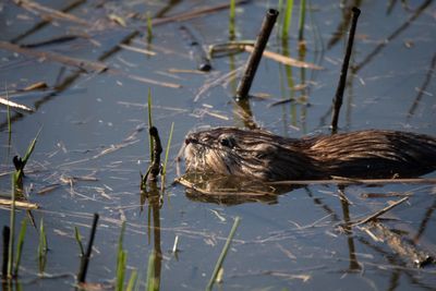 birds and wildlife