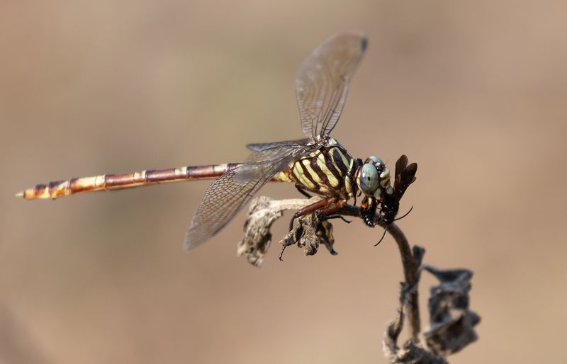 Broad-striped Forceptail 2.jpg