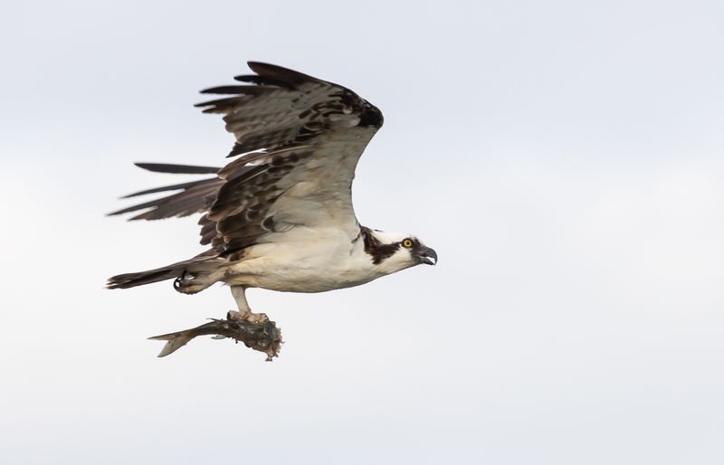 Osprey