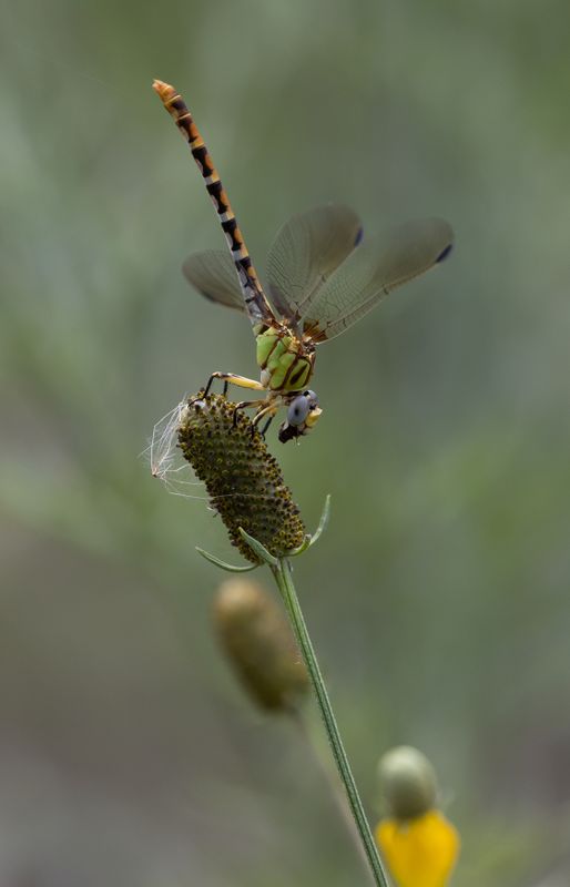 Eastern Ringtail.jpg