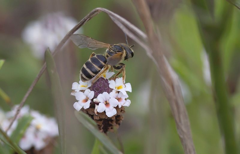 Furrow Bee