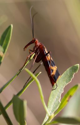 Scorpionfly.jpg