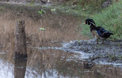 Wood Duck male