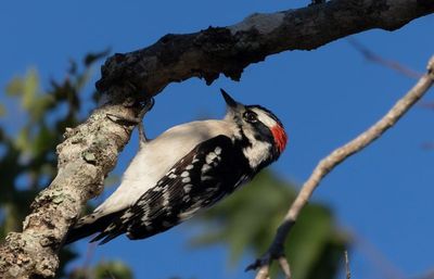 Downy Woodpecker .jpg