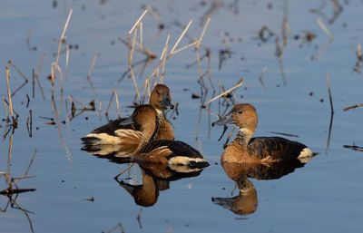 Fulvous Whistling-Duck.jpg