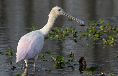 juv. Roseate Spoonbill.jpg