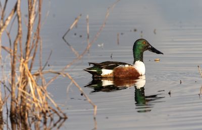 northern Shoveler