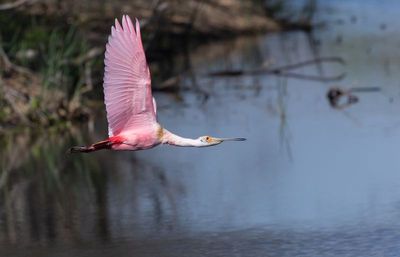 Roseate Spoonbill 2.jpg