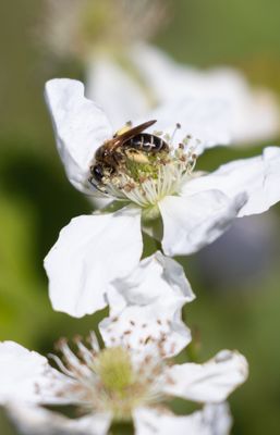 Bee on Dewberry.jpg