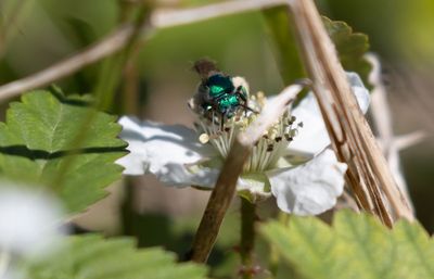 Green Sweat Bee.jpg