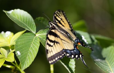 Eastern Tiger Swallowtail.jpg