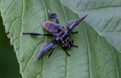 Feather-Legged Fly