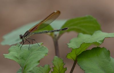 American Rubyspot f.jpg