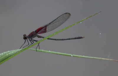 American Rubyspot m.jpg