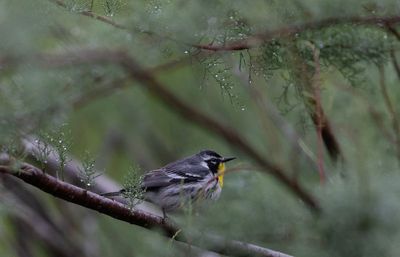 Yellow-throated Warbler.jpg