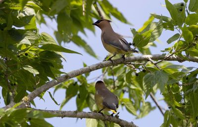 Cedar Waxwing.jpg