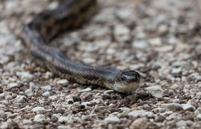Texas Rat Snake.jpg