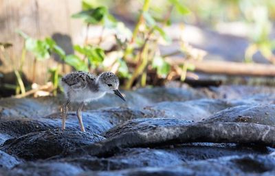 Black-necked Stilt Chick