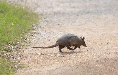 armadillo.jpg