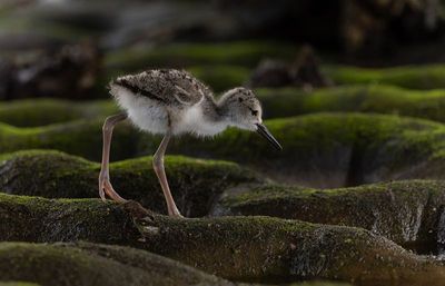 Stilt chick 8.jpg