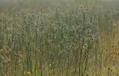 Rattlesnake Master.jpg